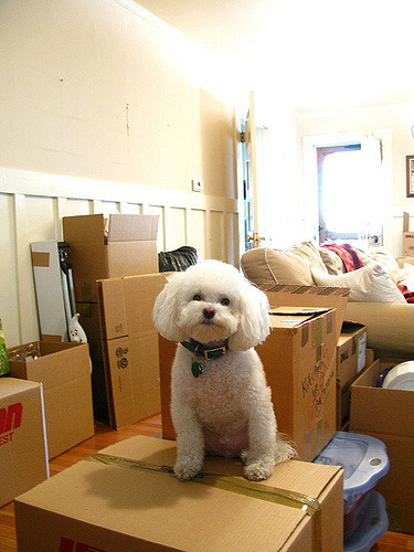 Dog among moving boxes